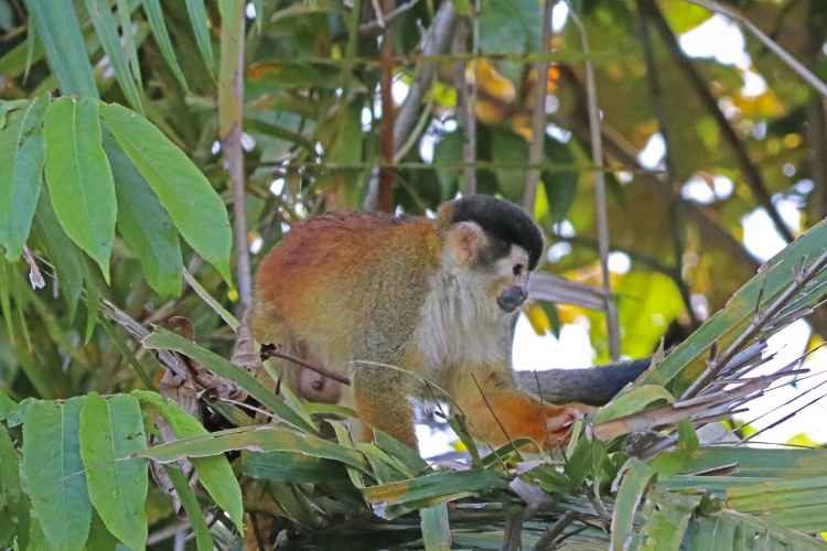 Central American Squirrel Monkey 12-27-17