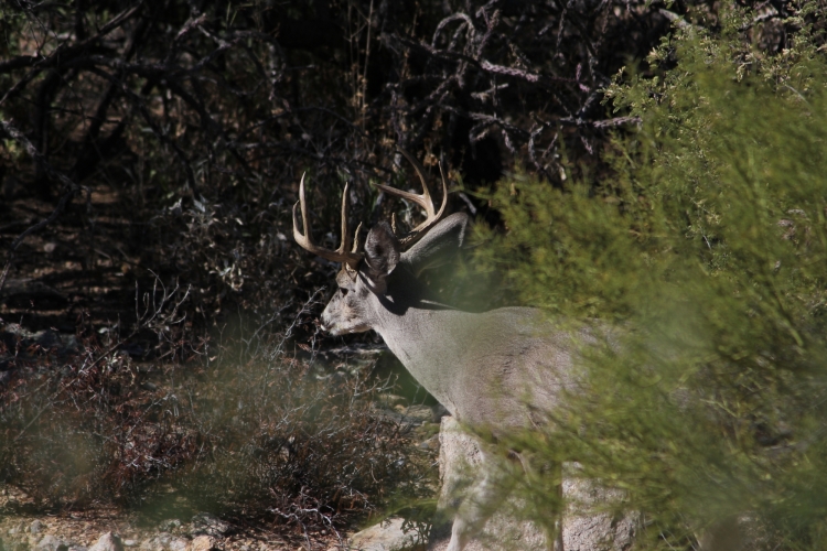 Mule deer in our wash 11-22-12