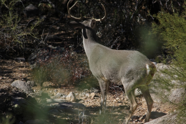 Mule deer