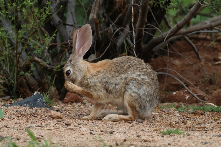 Desert Cottontail 8-10-18