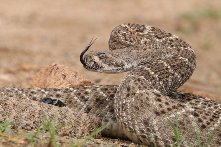 Western Diamondback, 8-10-18