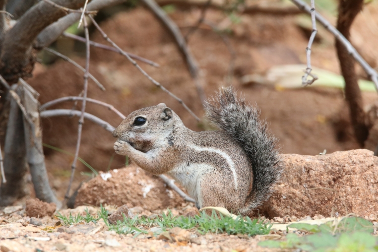 Harris's Antelope Squirrel 8-10-18