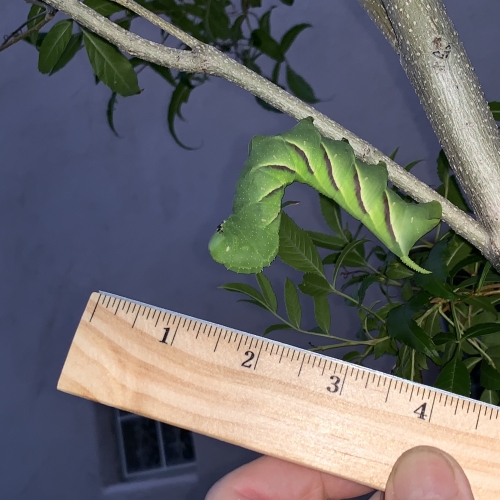 Rustic Sphinx moth caterpillar 11-14-18