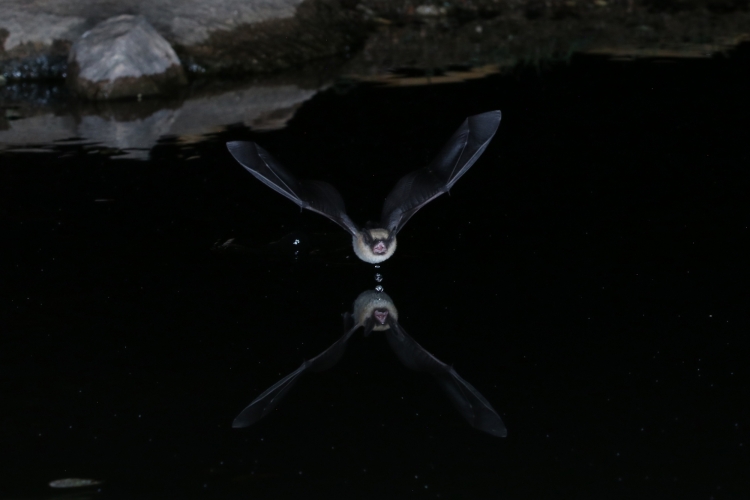 Long-eared Myotis 8-10-18