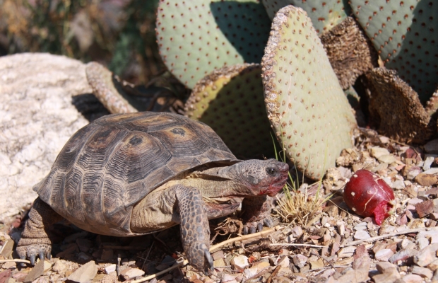 Gladius on the run 8-28-11