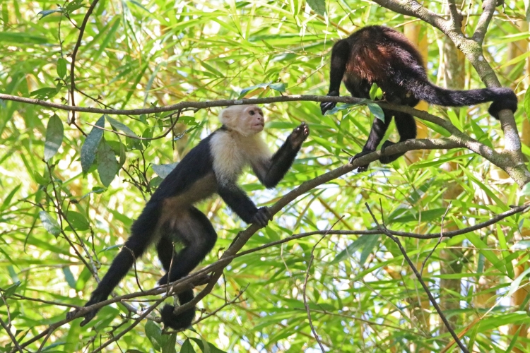 White-faced Capuchin with Mantled Howler