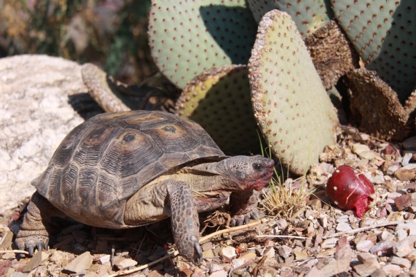 Gladius on the run 8-28-11