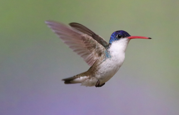 Violet-crowned 8-11-18