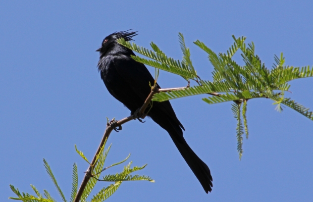 Phainopepla male 4-11-15