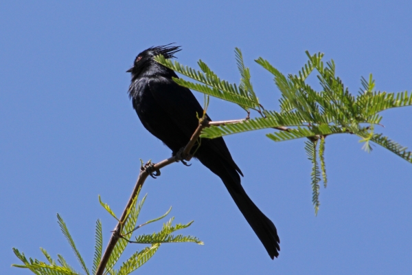 Phainopepla male 4-11-15