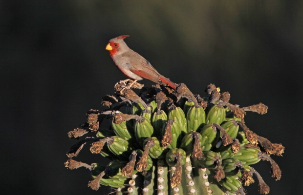 Male Pyrrhuloxia 5-29-12