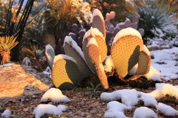 Front garden cacti 2-21-13
