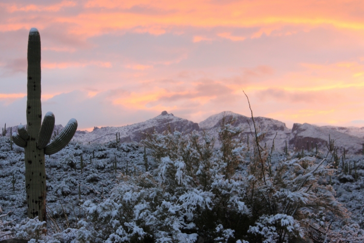 Sunrise saguaro 2-22-13