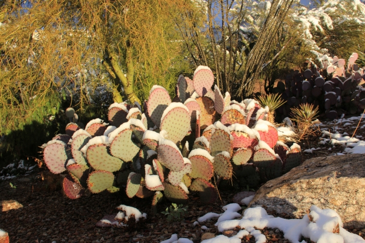 front garden 2-21-13