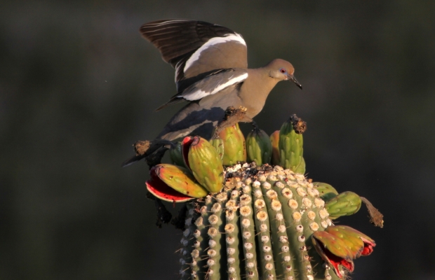 White-winged Dove early light