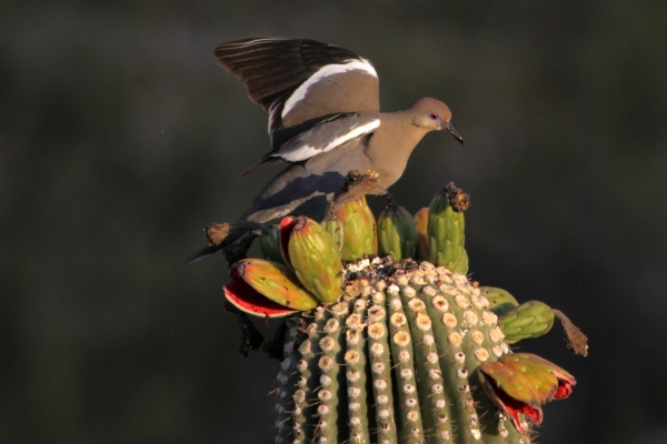 White-winged Dove early light