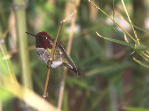 Male Anna’s Hummingbird Perched on Bamboo