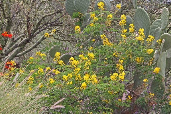 Mexican bird of paradise