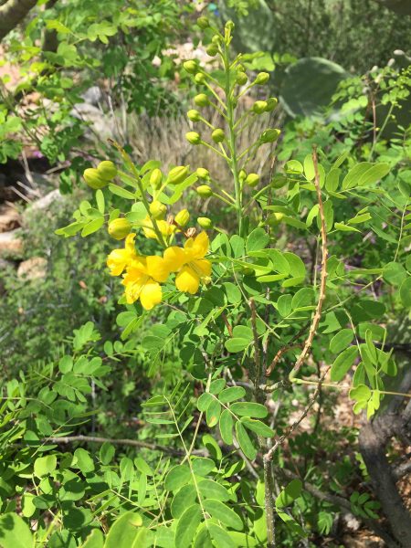 Mexican bird of paradise blossom