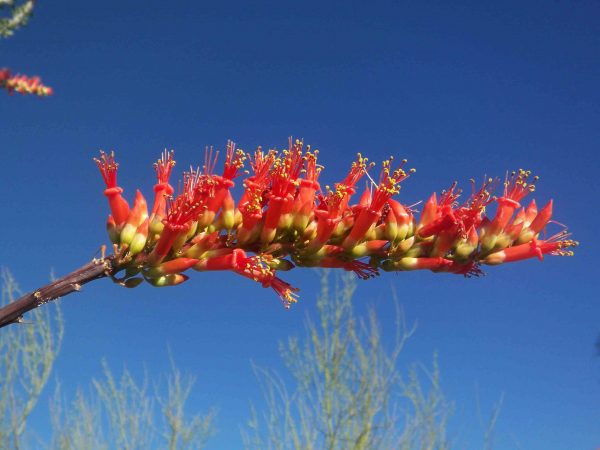 Ocotillo blossom