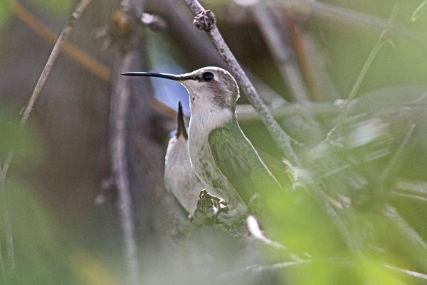 Female Anna’s hummingbird with baby