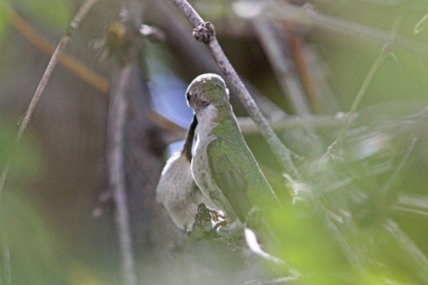 Mature Anna’s female feeding a recently fledged son or daughter