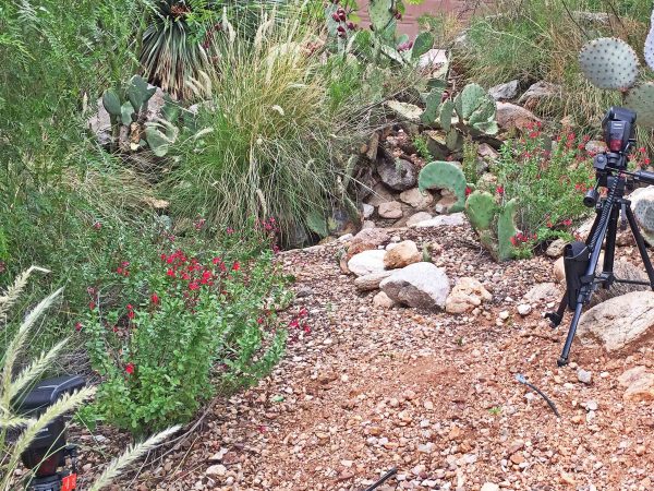 Red salvia in bloom during monsoon season