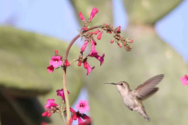 hummingbird in our garden