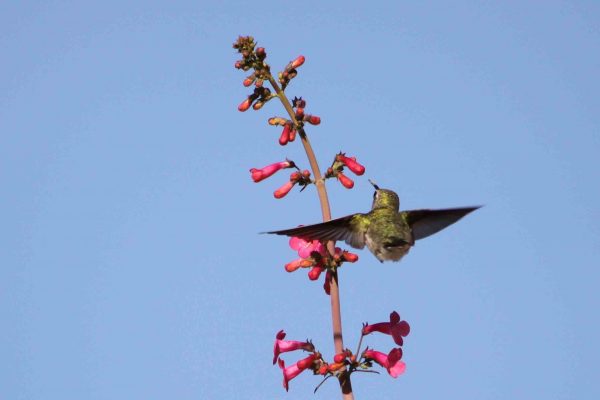 Female hummingbird approaching blossom in 2010