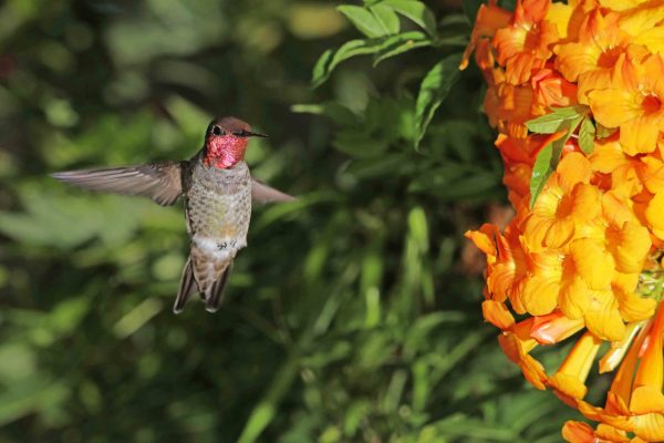 Anna's Hummingbird - Torrey Pines, 2016