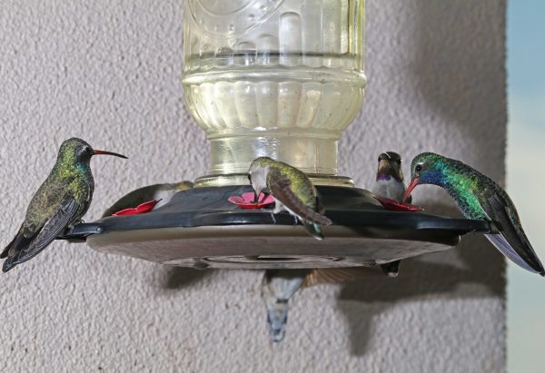 Hummingbirds at the feeder