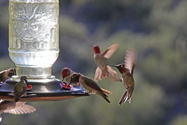 Hummingbirds enjoying nectar from the feeder