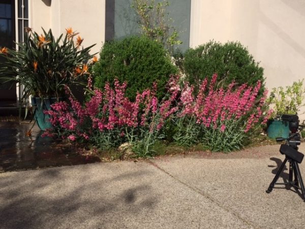 Penstemon plants blooming in our garden