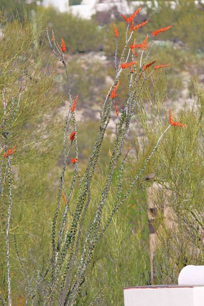 Ocotillo in Tucson attract hummingbirds