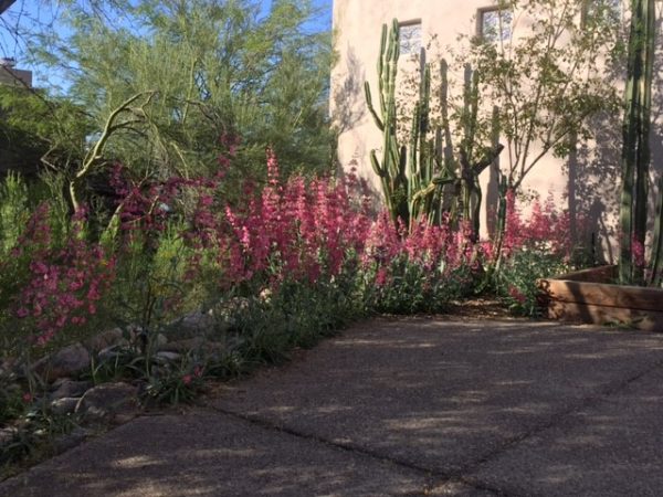 More penstemon in bloom