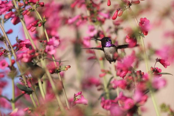 Male Costa’s hummingbird